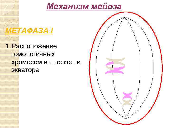Механизм мейоза МЕТАФАЗА I 1. Расположение гомологичных хромосом в плоскости экватора 