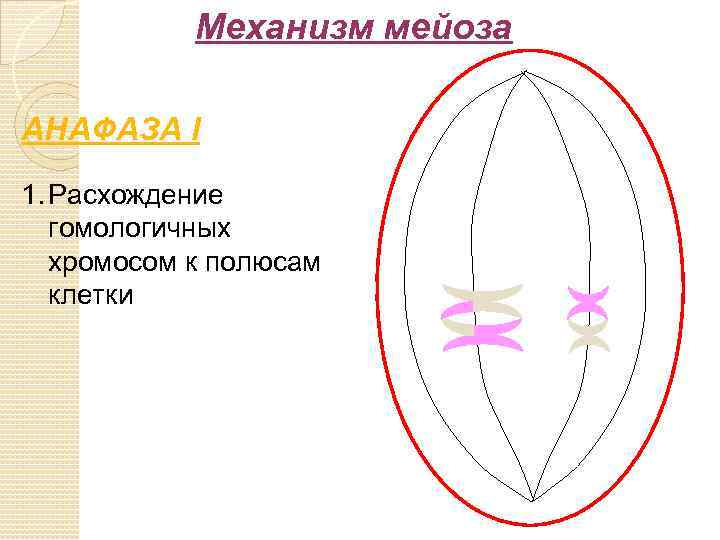 Механизм мейоза АНАФАЗА I 1. Расхождение гомологичных хромосом к полюсам клетки 