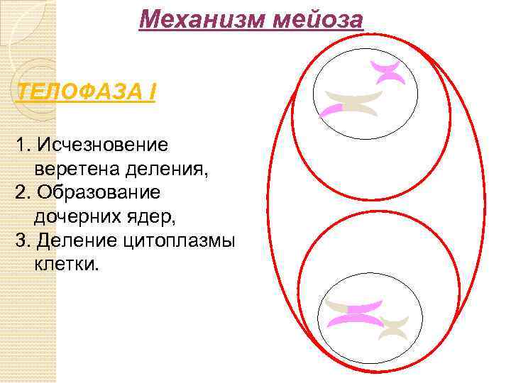 Телофаза мейоза 2