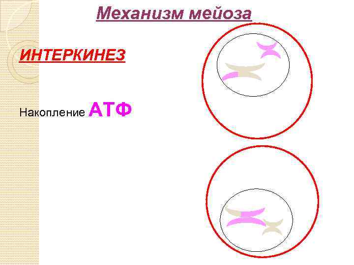 Механизм мейоза ИНТЕРКИНЕЗ Накопление АТФ 