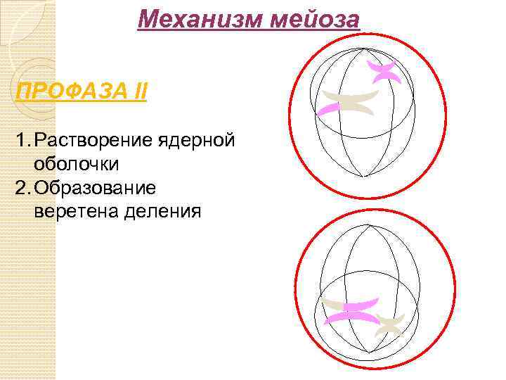 Механизм мейоза ПРОФАЗА II 1. Растворение ядерной оболочки 2. Образование веретена деления 