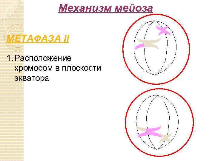 Расположение бивалентов в плоскости экватора. Мейоз 2 метафаза 2. Метафаза мейоза. Метафаза мейоза 1. Метафаза митоза и метафаза мейоза 1.