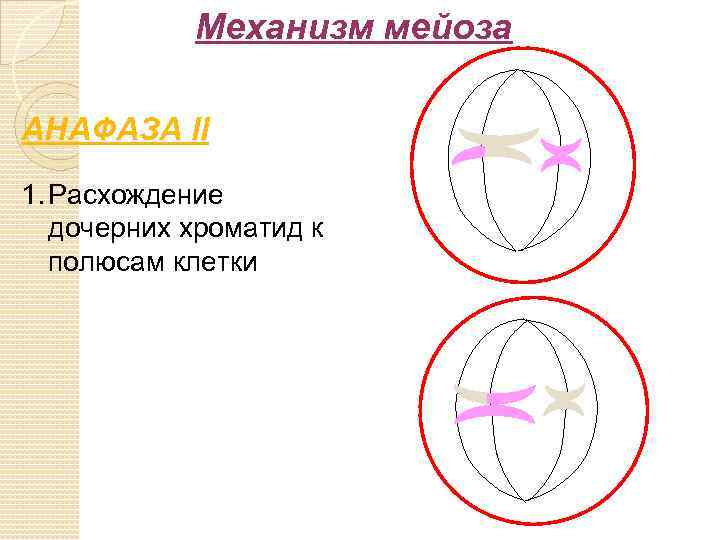 Анафаза мейоза 1 рисунок