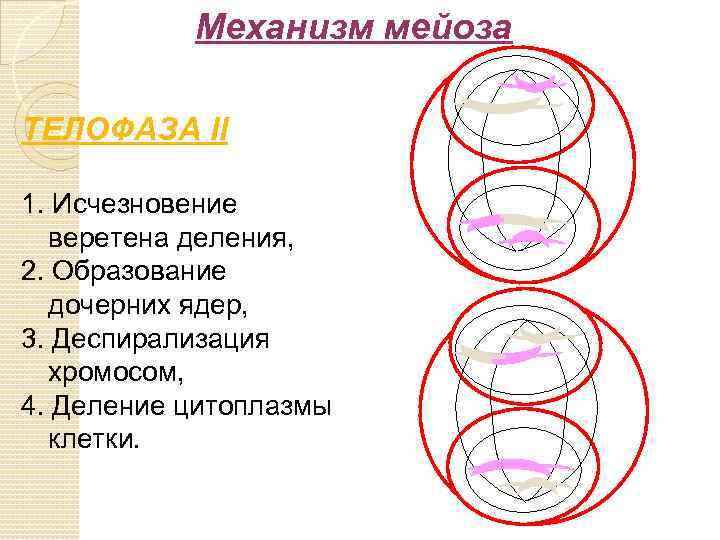 Деспирализация. Деление цитоплазмы мейоз. Телофаза мейоза 2. Исчезновение веретена деления. Деспирализация хромосом.