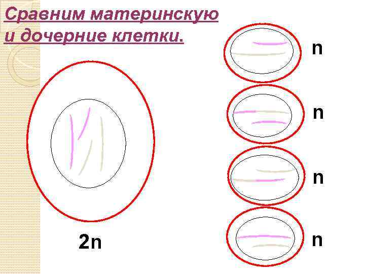 Сравним материнскую и дочерние клетки. n n n 2 n n 