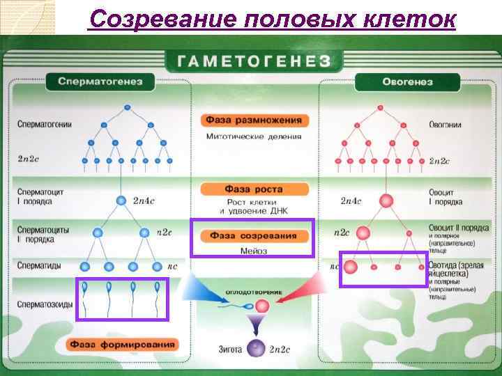 Созревание половых клеток 