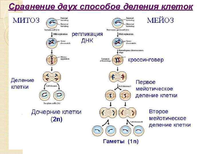 Сравнение двух способов деления клеток 