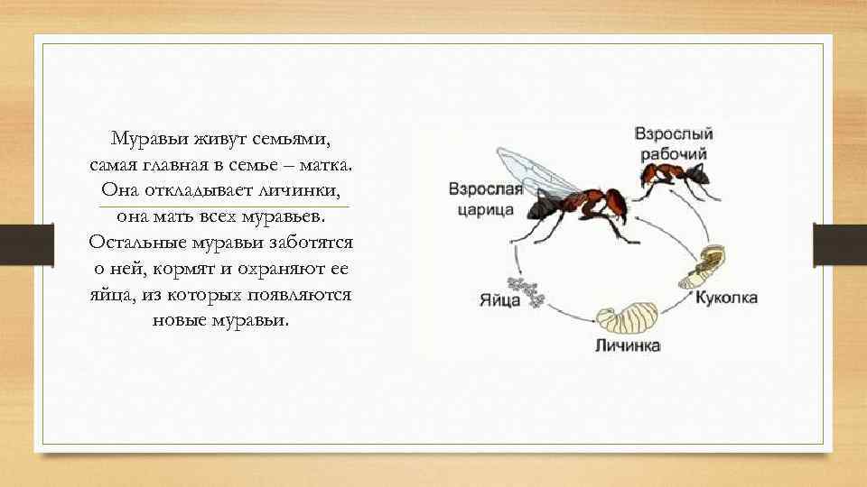 Муравьев список книг