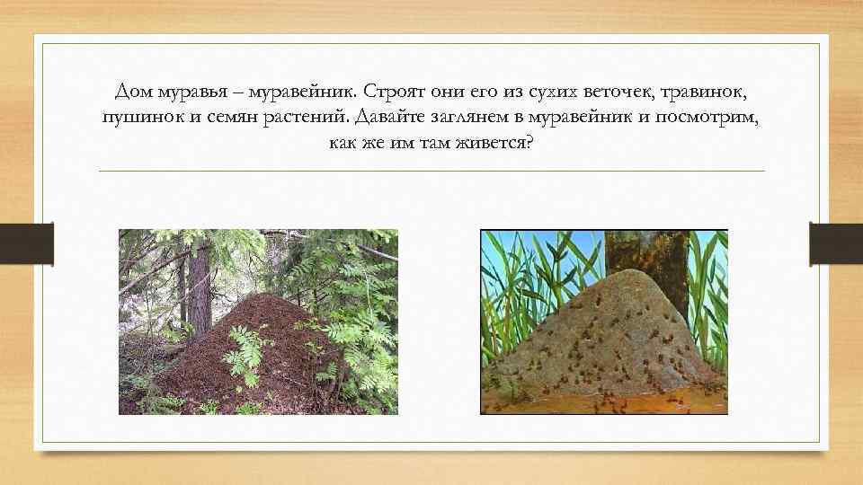 Дом муравья – муравейник. Строят они его из сухих веточек, травинок, пушинок и семян