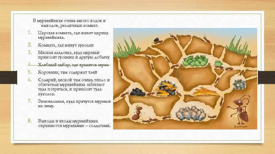 В муравейнике очень много ходов и выходов, различных комнат. 1. Царская комната, где живет