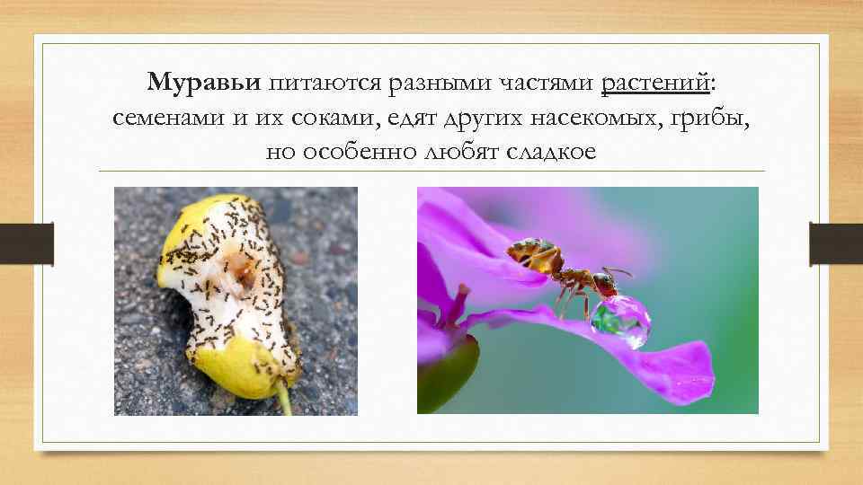 Муравьи питаются разными частями растений: семенами и их соками, едят других насекомых, грибы, но