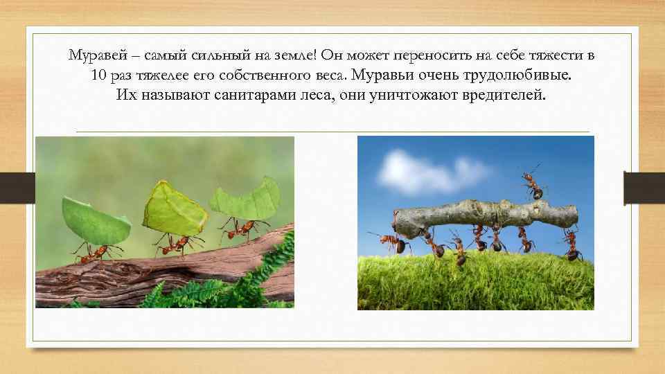 Муравей – самый сильный на земле! Он может переносить на себе тяжести в 10