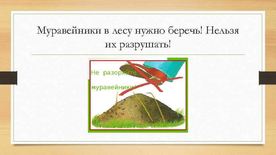 Муравейники в лесу нужно беречь! Нельзя их разрушать! 