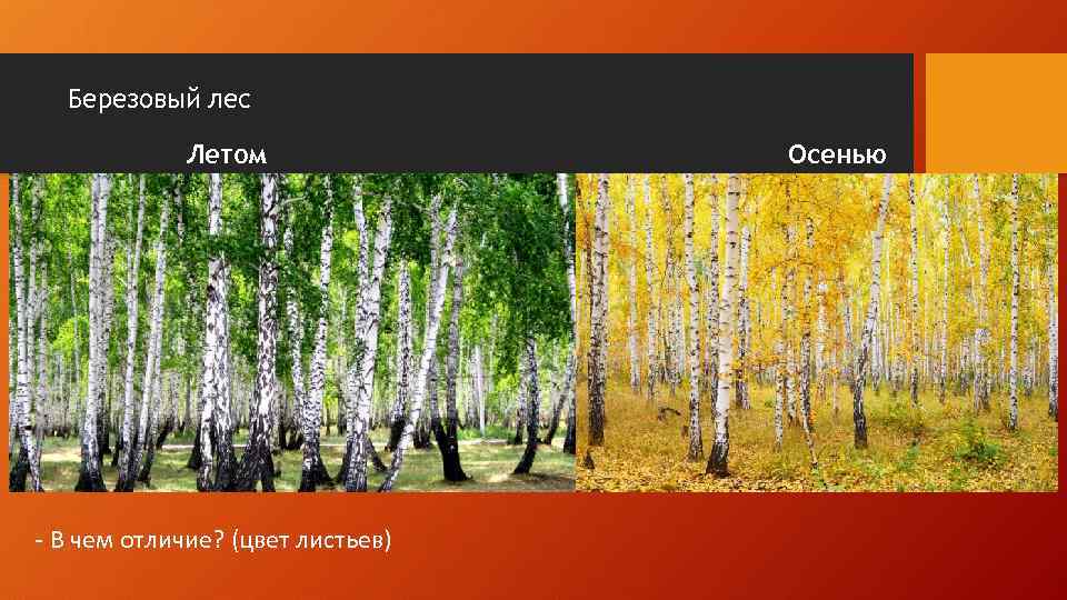 Березовый лес Летом - В чем отличие? (цвет листьев) Осенью 