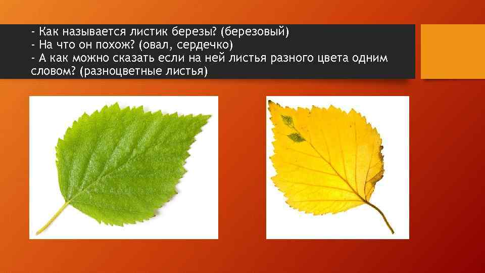 - Как называется листик березы? (березовый) - На что он похож? (овал, сердечко) -