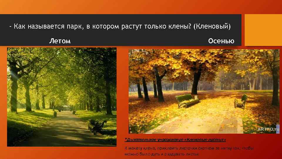 - Как называется парк, в котором растут только клены? (Кленовый) Летом Осенью *Дыхательное упражнение
