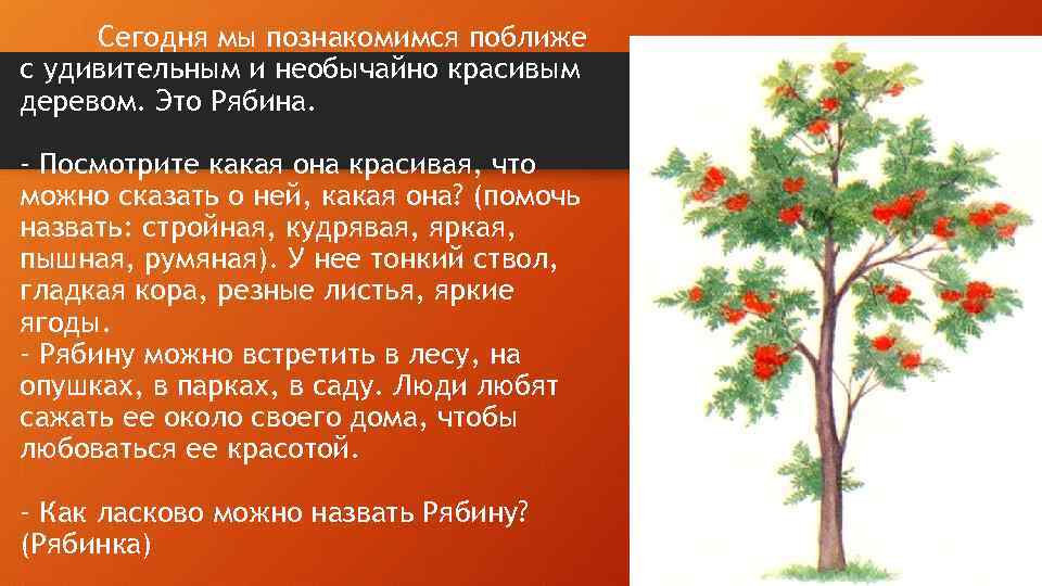 Сегодня мы познакомимся поближе с удивительным и необычайно красивым деревом. Это Рябина. - Посмотрите