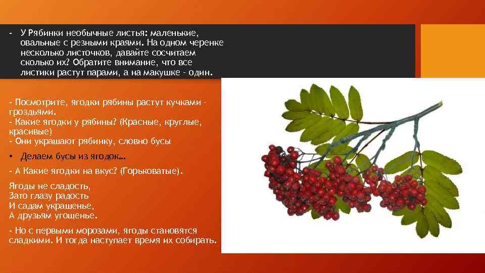 - У Рябинки необычные листья: маленькие, овальные с резными краями. На одном черенке несколько