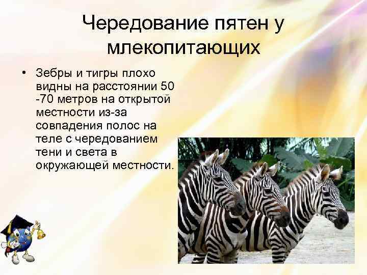 Чередование пятен у млекопитающих • Зебры и тигры плохо видны на расстоянии 50 -70