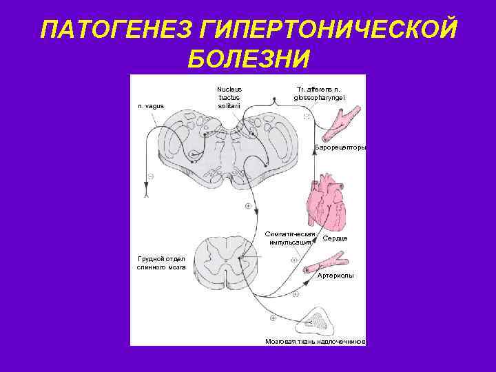 ПАТОГЕНЕЗ ГИПЕРТОНИЧЕСКОЙ БОЛЕЗНИ n. vagus Nucleus tractus solitarii Tr. afferens n. glossopharyngei Барорецепторы Симпатическая