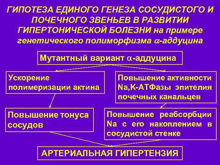 ГИПОТЕЗА ЕДИНОГО ГЕНЕЗА СОСУДИСТОГО И ПОЧЕЧНОГО ЗВЕНЬЕВ В РАЗВИТИИ ГИПЕРТОНИЧЕСКОЙ БОЛЕЗНИ на примере генетического