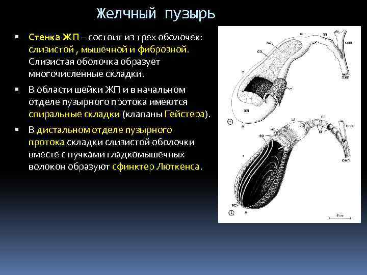Желчный пузырь Стенка ЖП – состоит из трех оболочек: слизистой , мышечной и фиброзной.