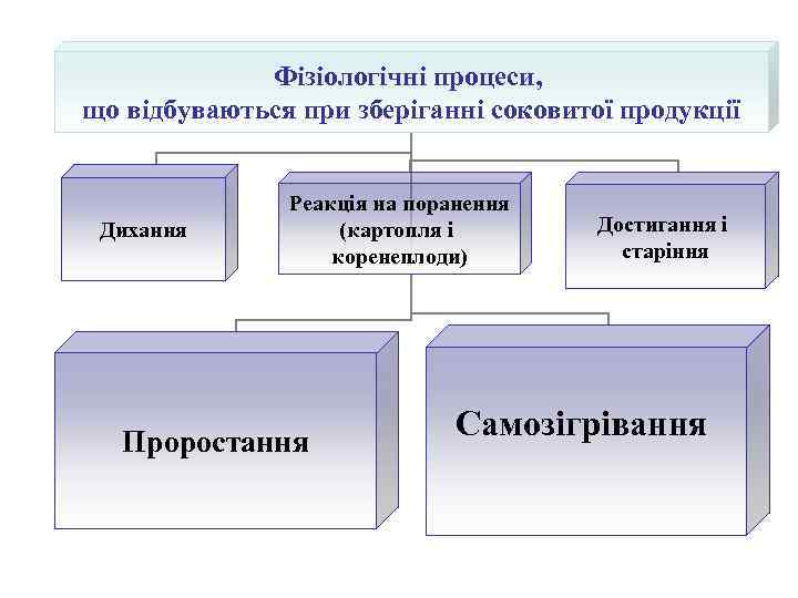 Фізіологічні процеси, що відбуваються при зберіганні соковитої продукції Дихання Реакція на поранення (картопля і