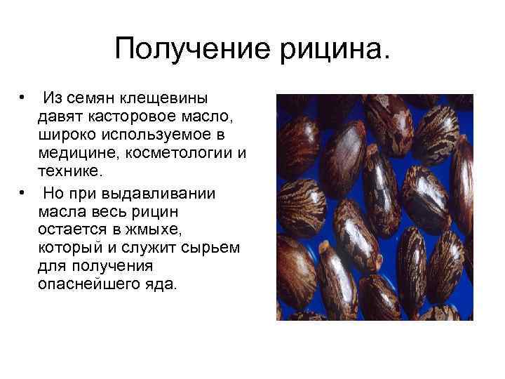 Получение рицина. • Из семян клещевины давят касторовое масло, широко используемое в медицине, косметологии