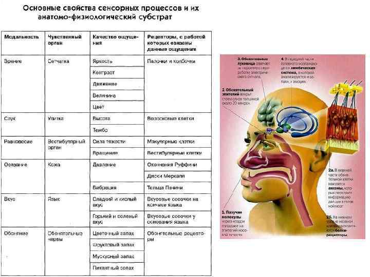 Характеристика органов чувств в свете учения об анализаторах общий план их строения