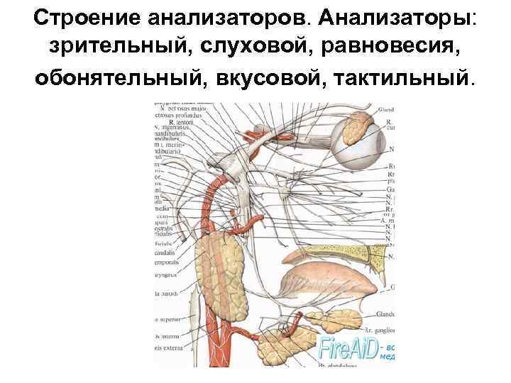 План строения анализаторов