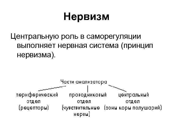 Общий план строения анализатора