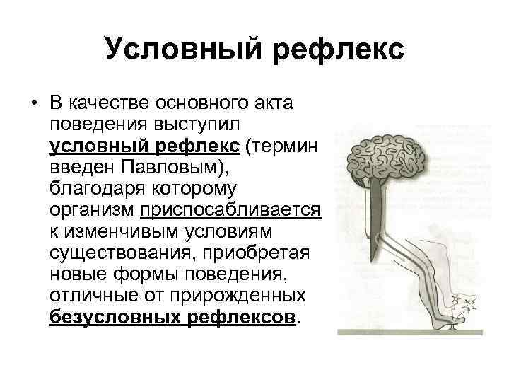 Выберите картинку на которой представлен условный рефлекс