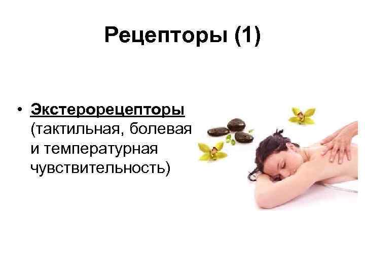 Рецепторы (1) • Экстерорецепторы (тактильная, болевая и температурная чувствительность) 