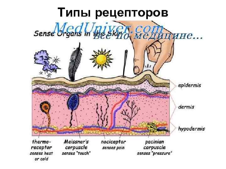 Типы рецепторов 