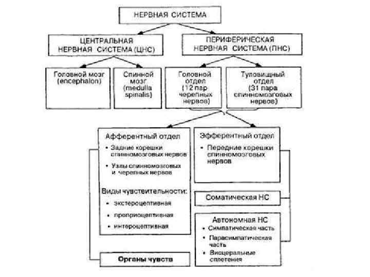 План строения анализаторов