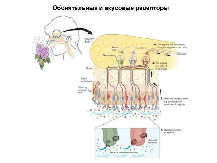 Нарисовать блок схемы обонятельного и вкусового анализаторов