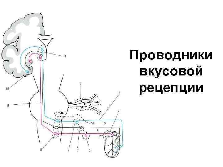 Схема вкусового анализатора по павлову