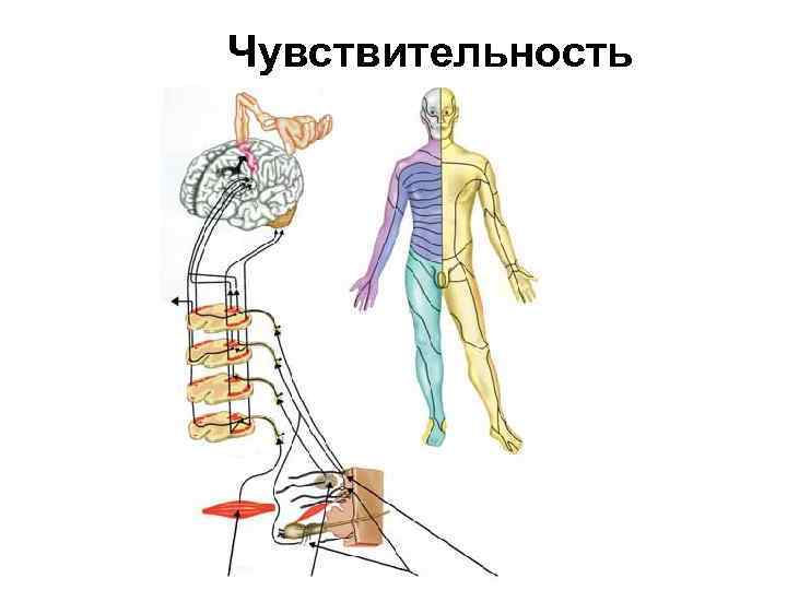 Чувствительность 
