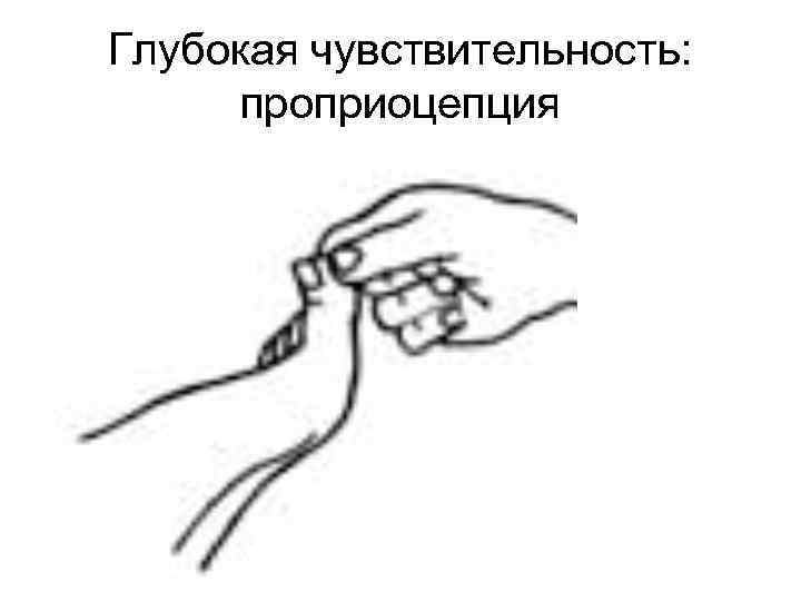 Глубокая чувствительность: проприоцепция 