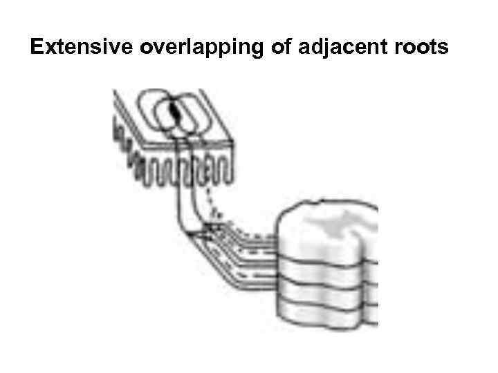 Extensive overlapping of adjacent roots 