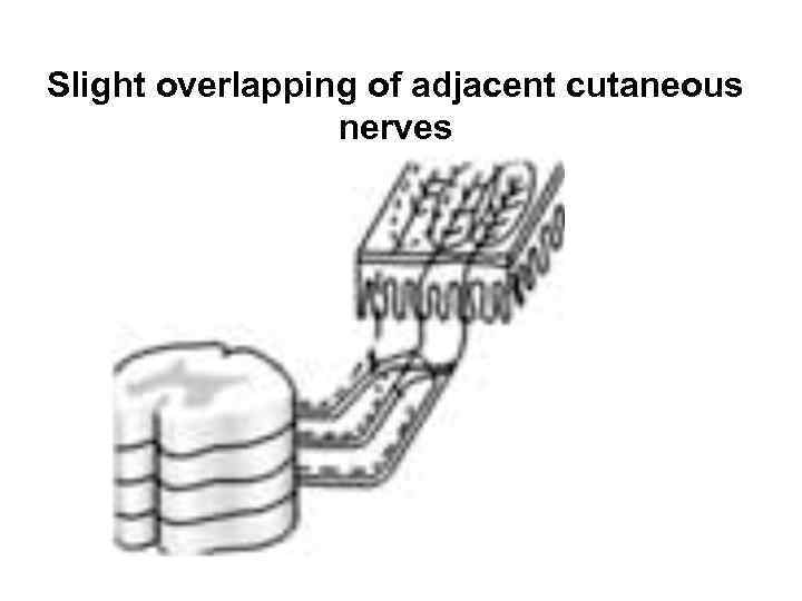 Slight overlapping of adjacent cutaneous nerves 