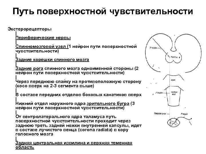 Поверхностные пути. Путь глубокой чувствительности неврология. Путь поверхностной чувствительности схема. Схема проводящих путей поверхностной чувствительности. Пути проведения поверхностной и глубокой чувствительности.