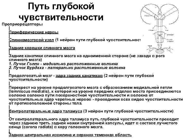 Поверхностные пути. Путь глубокой чувствительности неврология. Проводники глубокой чувствительности неврология. Пути поверхностной и глубокой чувствительности неврология. Ход проводников глубокой чувствительности.