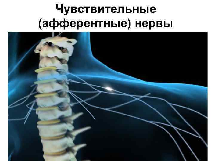 Чувствительные (афферентные) нервы 