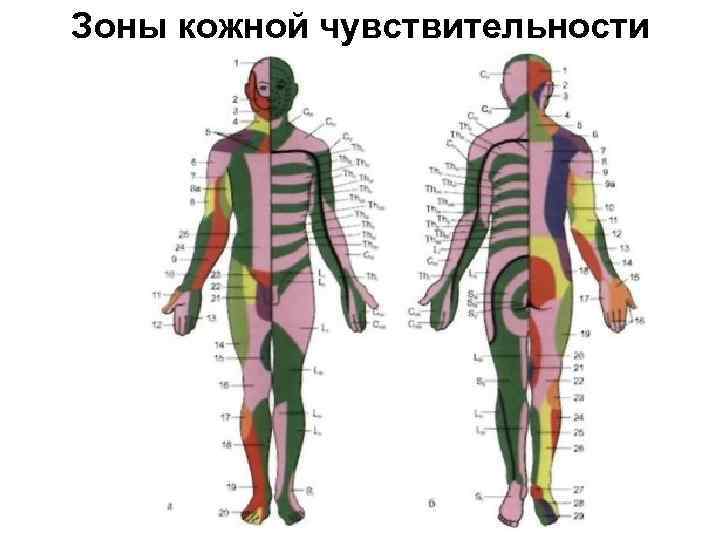 План строения анализаторов