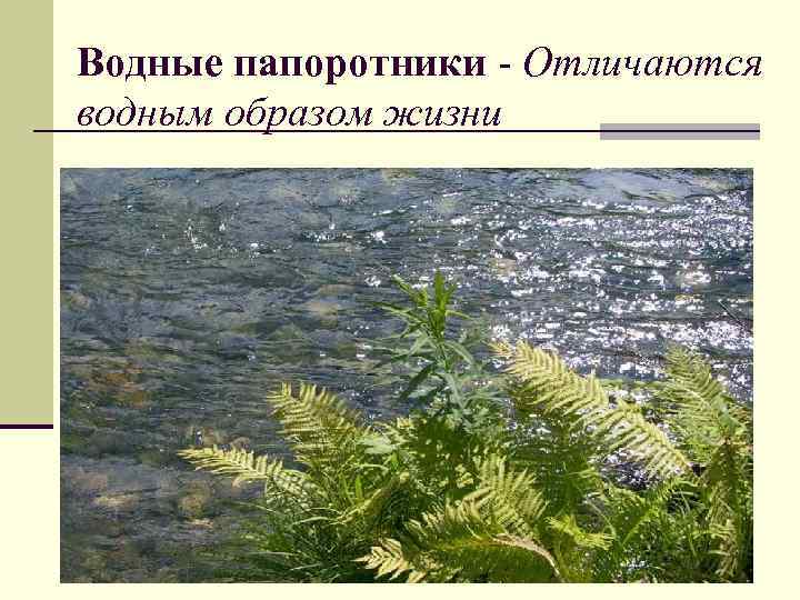 Водные папоротники - Отличаются водным образом жизни 