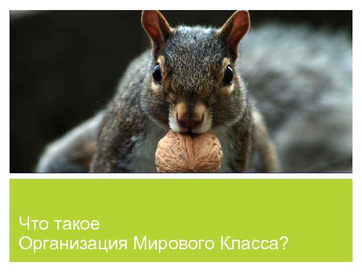 Что такое Организация Мирового Класса? 