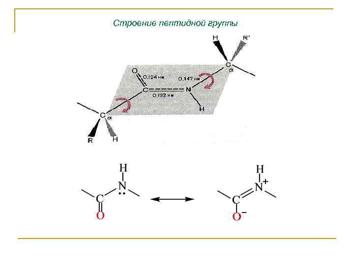 Строение пептидной группы 