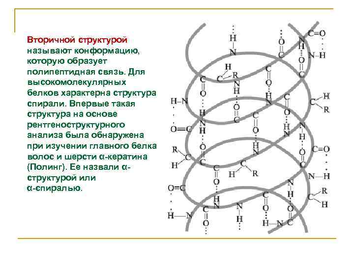 Специфическая структура. Вторичная структура ха. Структура спираль. Вторичная структура пептидов. Для вторичной структуры белка характерно.