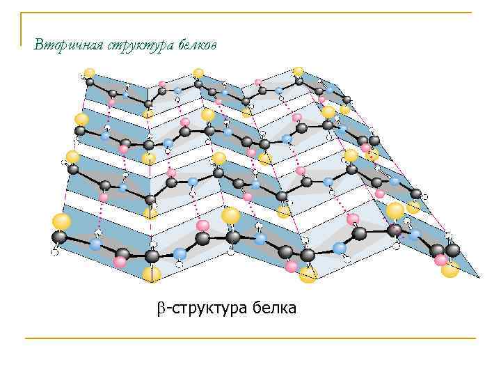 Вторичная структура белков b-структура белка 